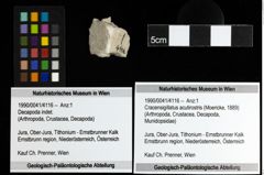 Foto (Objekt + Etiketten) von Cracensigillatus acutirostris (Moericke, 1889) 